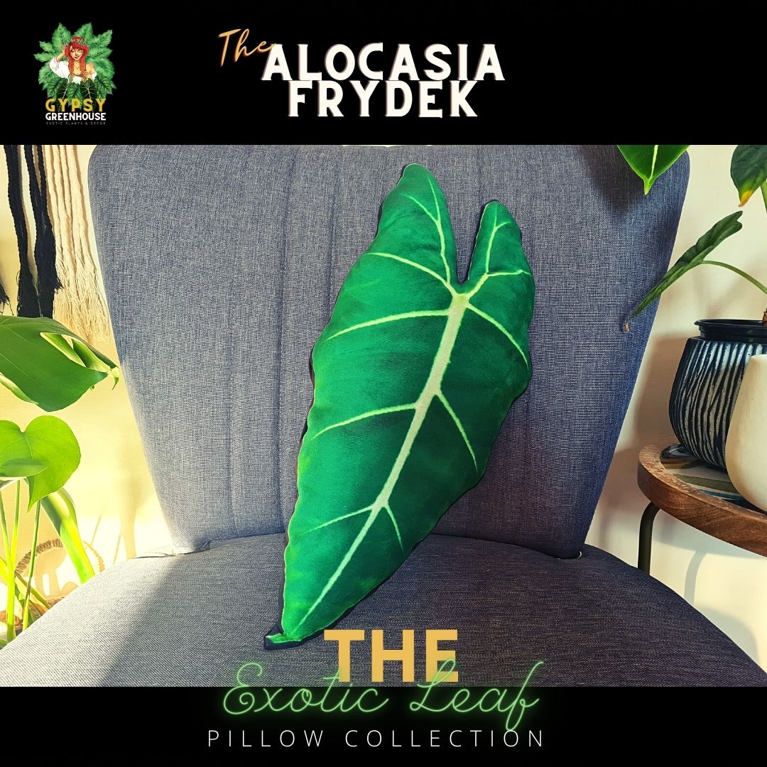 Alocasia Frydek Velvet Leaf Pillow