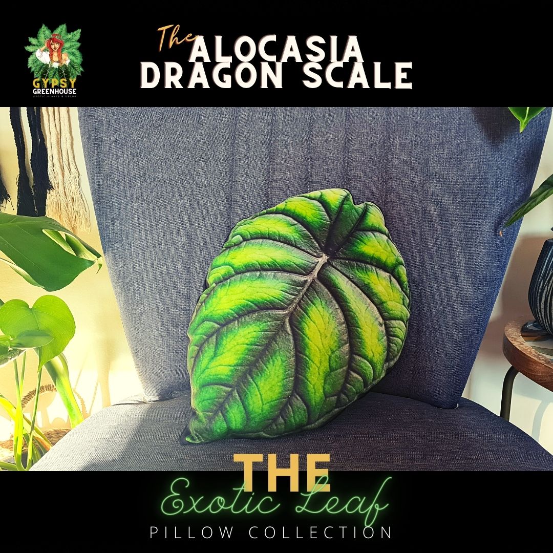 Alocasia Dragon Scale Velvet Leaf Pillow