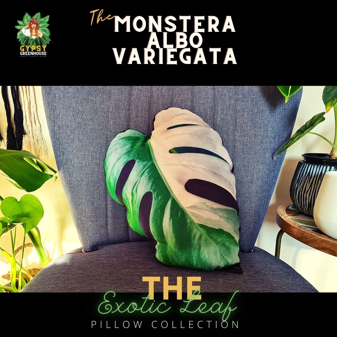 Monstera Albo Variegata Velvet Leaf Pillow